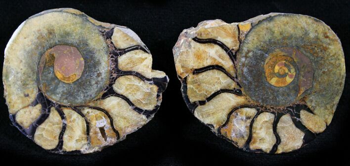 Iron Replaced Ammonite Fossil Pair #27501